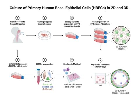 Cell Culture